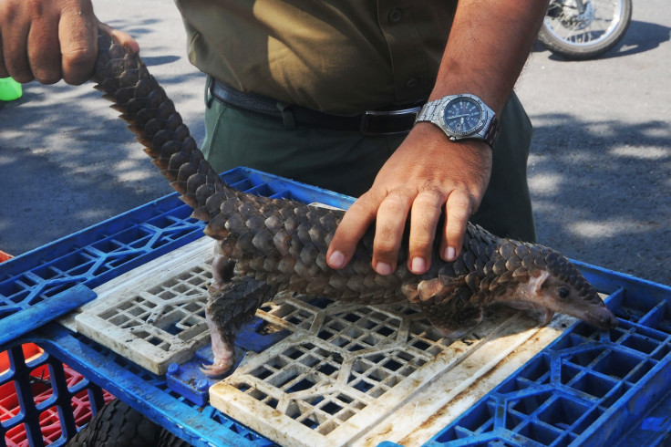 Indonesia pangolin