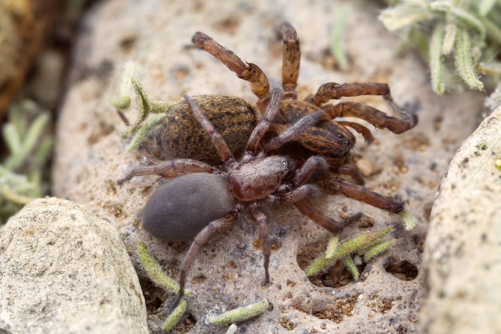Spinechilling ground spiders kill dangerous prey with super tough and