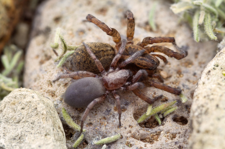 ground spider