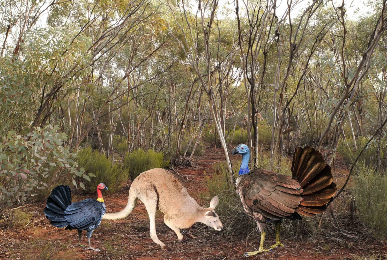 'Megaturkeys' the size of kangaroos lived in Australia 2 million years