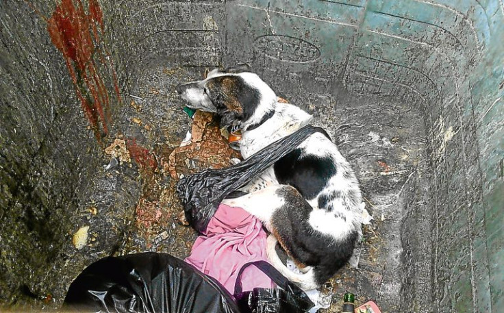 Dog in bin