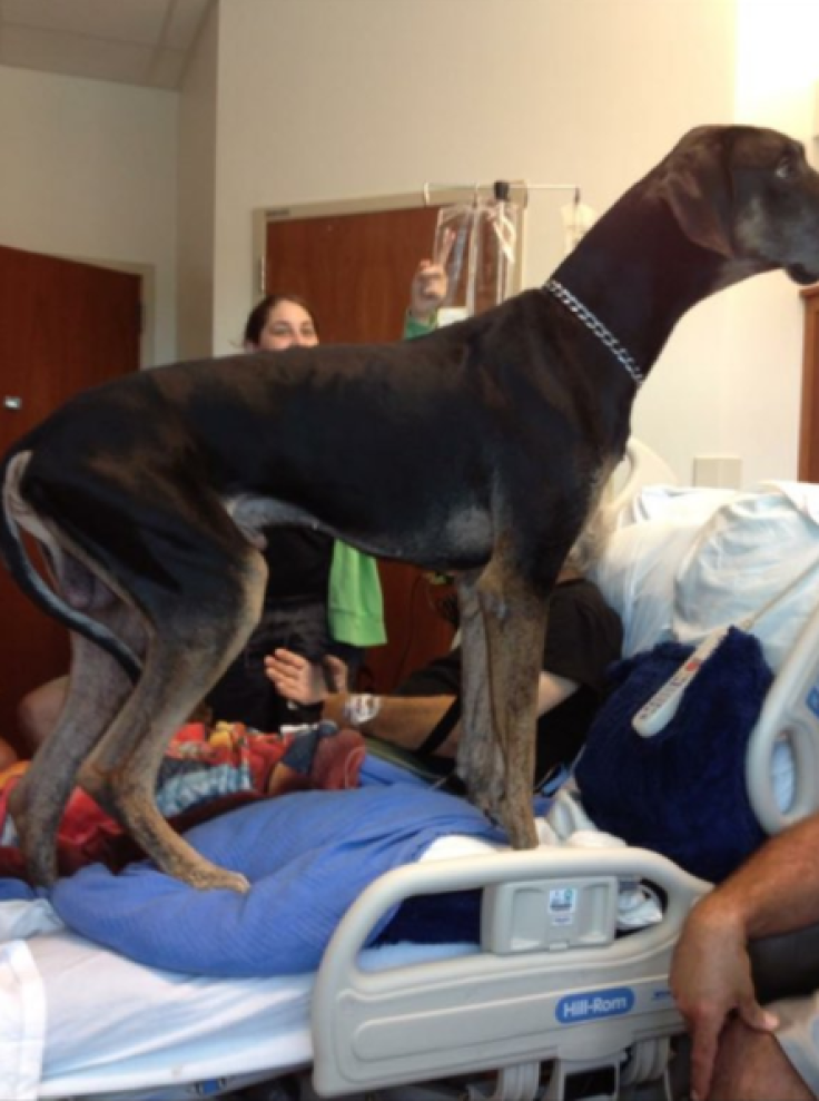 Dog in hospital