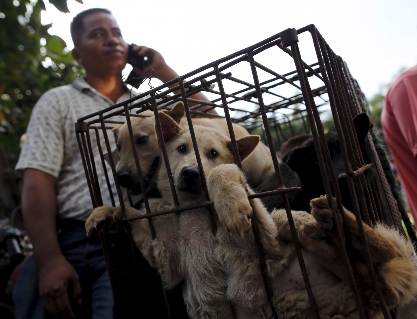 Yulin Dog Meat Festival Begins: Reports Of Notorious Event Being Banned ...