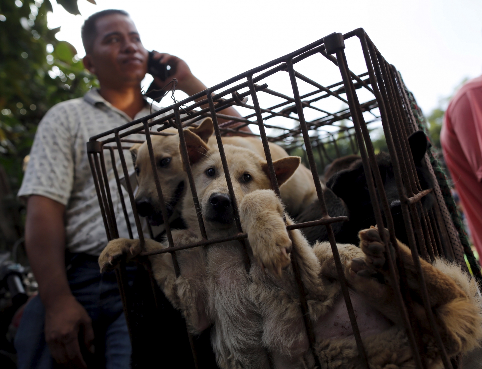 Yulin dog meat festival begins Reports of notorious event being banned