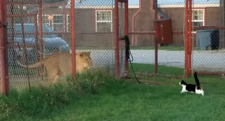 Cat versus Lion