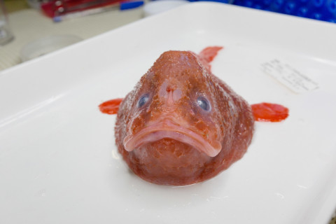 coffinfish