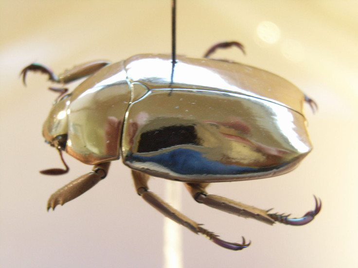 Jewel scarab