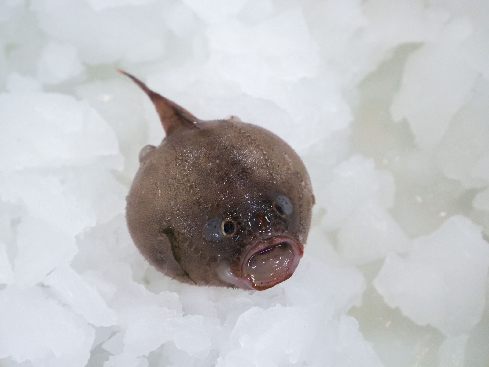 Peculiar sea creatures found in deep Australian abyss
