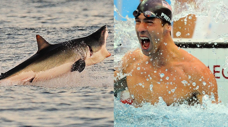 Phelps Shark 