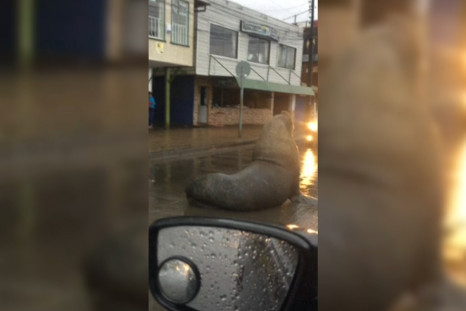 Massive Sea Lion Casually Blocks Traffic In Middle Of Chilean Town