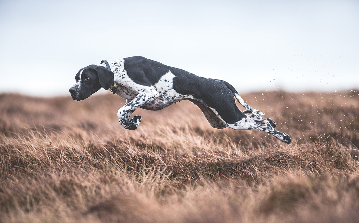 Kennel Club Dog Photographer of the Year