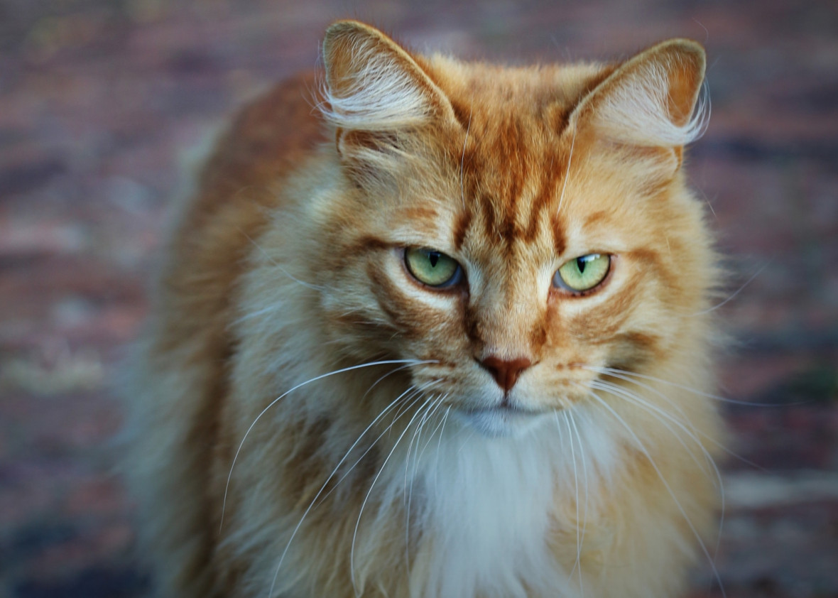 Cat Cat