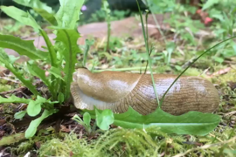 Awesome timelapse shows a slug eating a dandelion