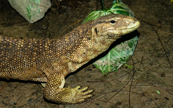 Monitor lizard