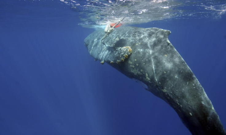 whale entanglement 