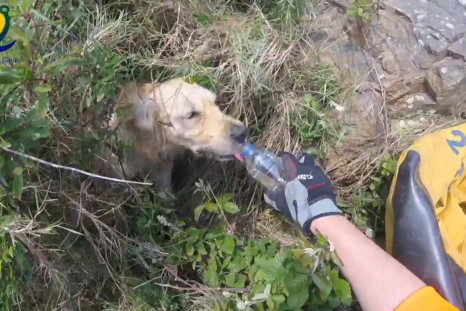 Watch The Moment A Stranded Dog Is Rescued After Falling Down A 15ft Cliff