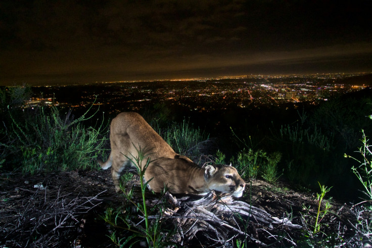 Mountain lion