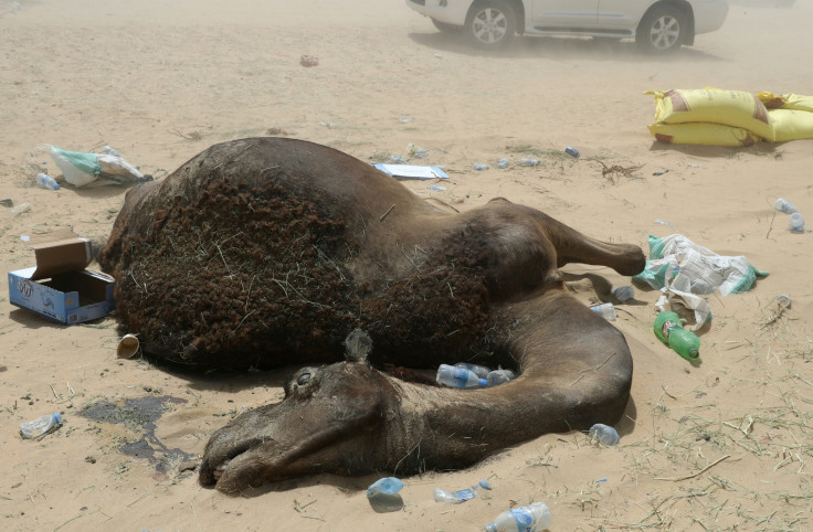 QATAR-SAUDI-DIPLOMACY-ANIMAL-CAMEL