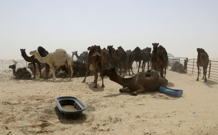 QATAR-SAUDIA-DIPLOMACY-ANIMAL-CAMEL