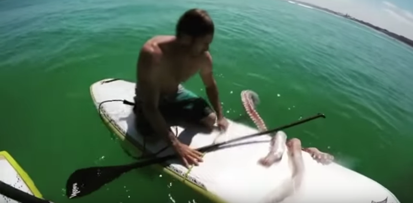 Giant squid clings to man's surf board
