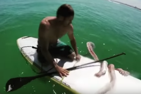 Giant squid clings to man's surf board