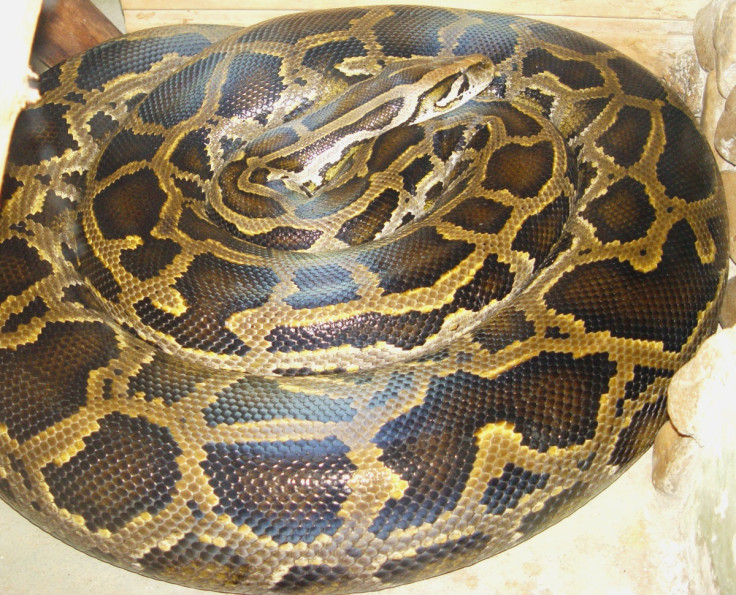 burmese pythons