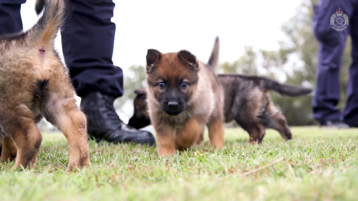 Queensland Police Force’s Adorable New Recruits are of The Fluffy Variety