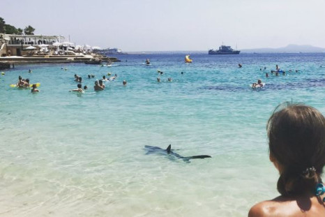Shark spotted in Majorca