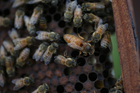Honeybees in 