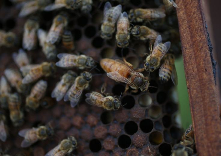 Honeybees in 