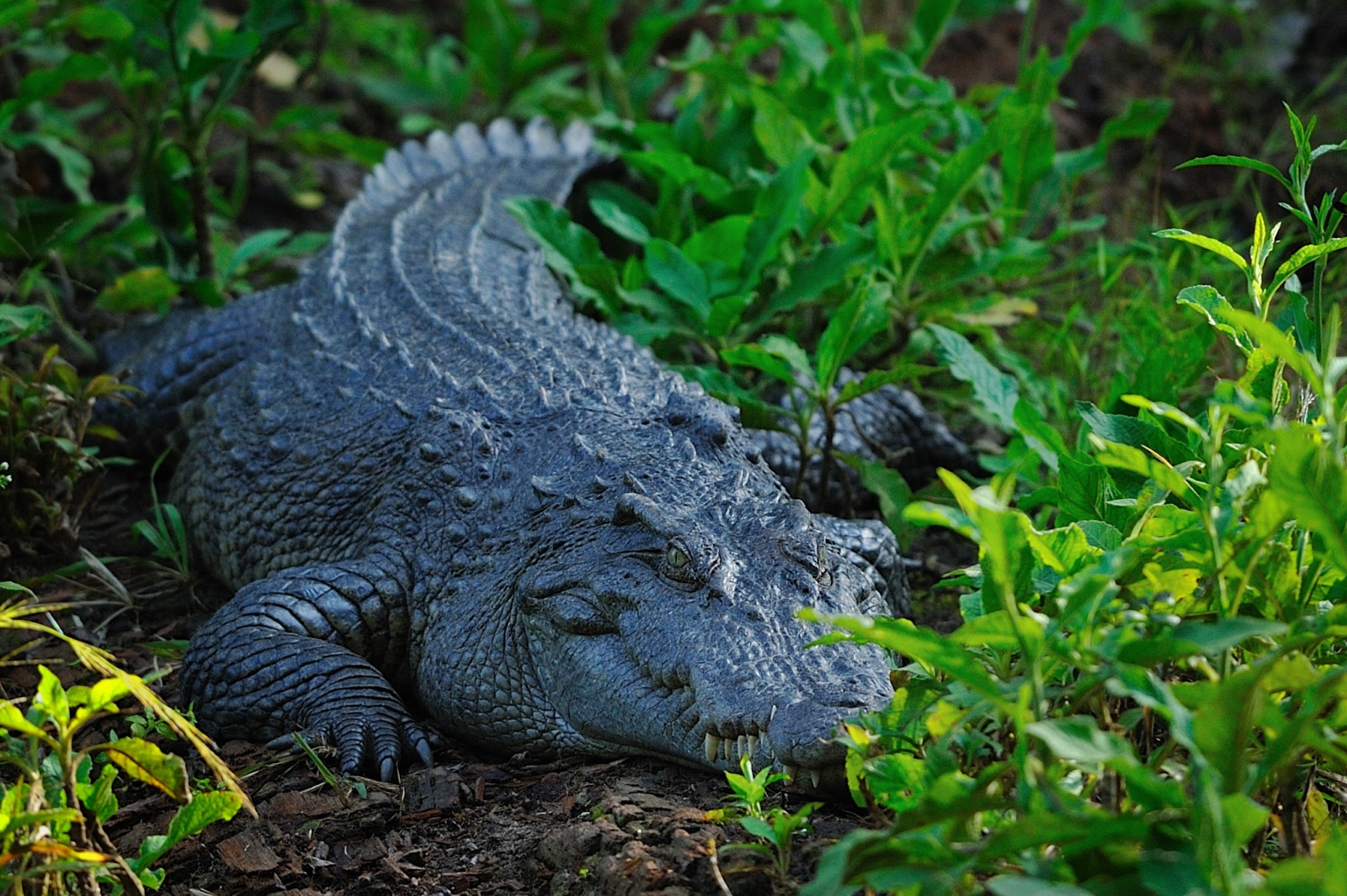 Siamese Crocodile Siamese Crocodile
