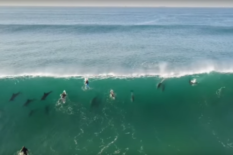 Dolphins join surfers