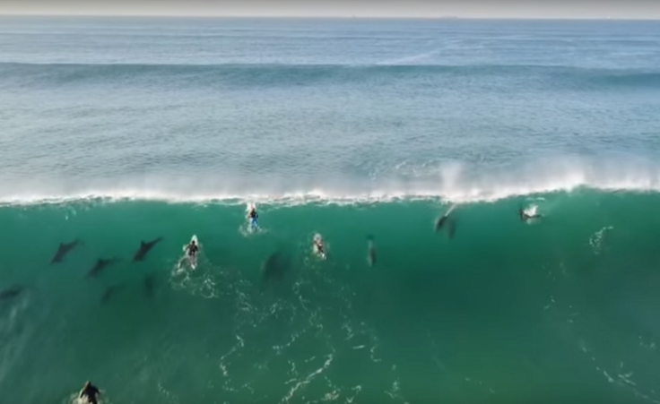 Dolphins join surfers