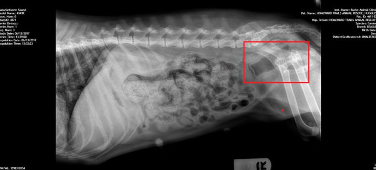 X-ray showing the broom handle in Huggles