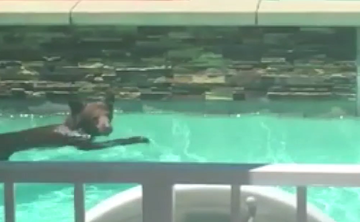 Bear swimming