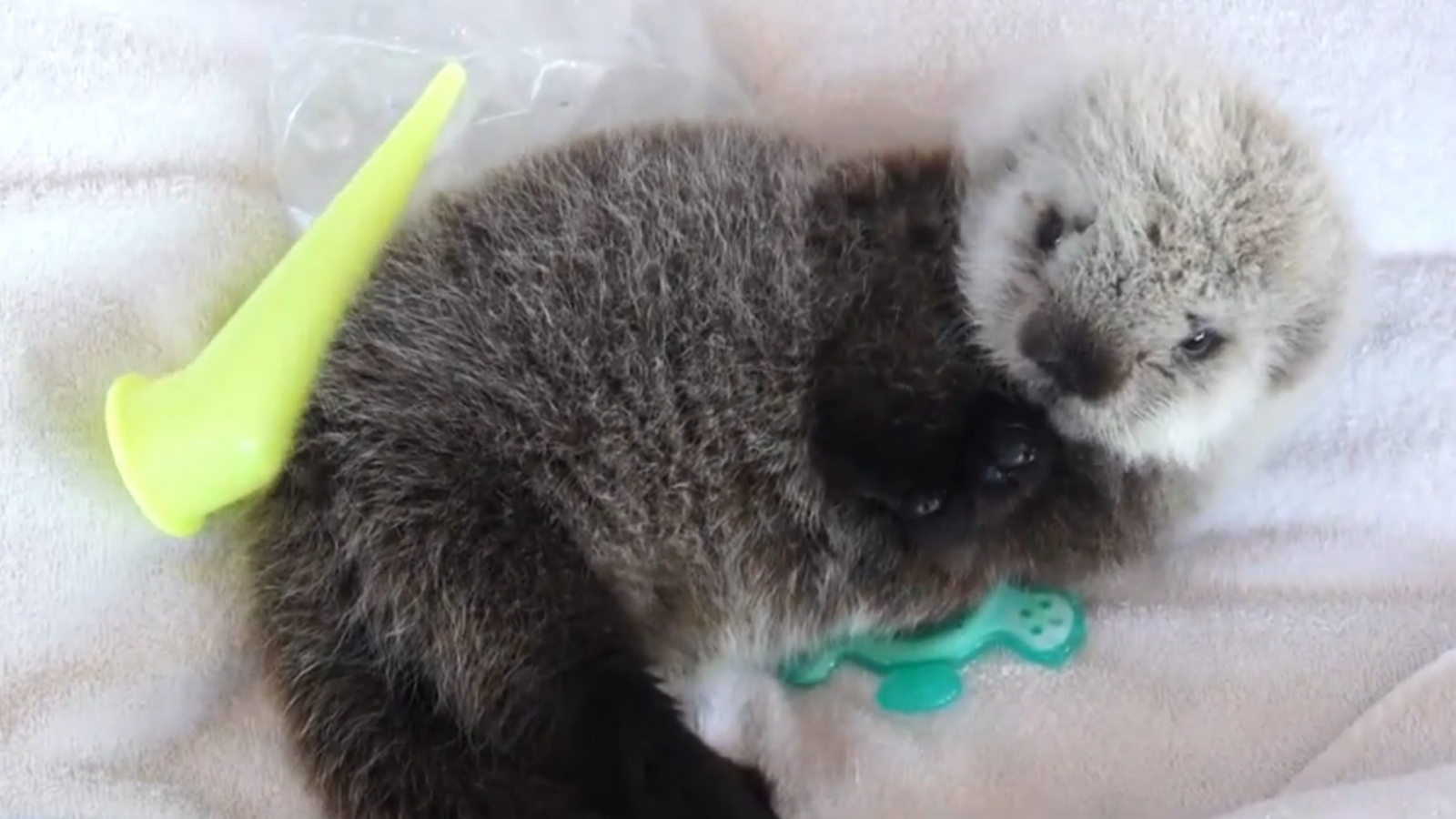 This Video Of An Adorable Rescued Baby Sea Otter Will Make You Weep