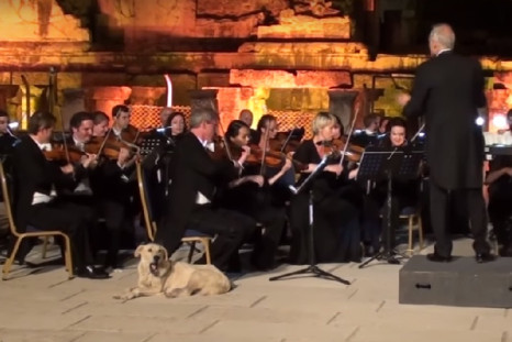 Dog at classical concert