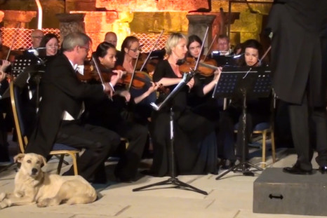 Watch Dog Nonchalantly Gatecrash Live Orchestra Performance