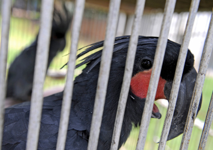 Palm cockatoo