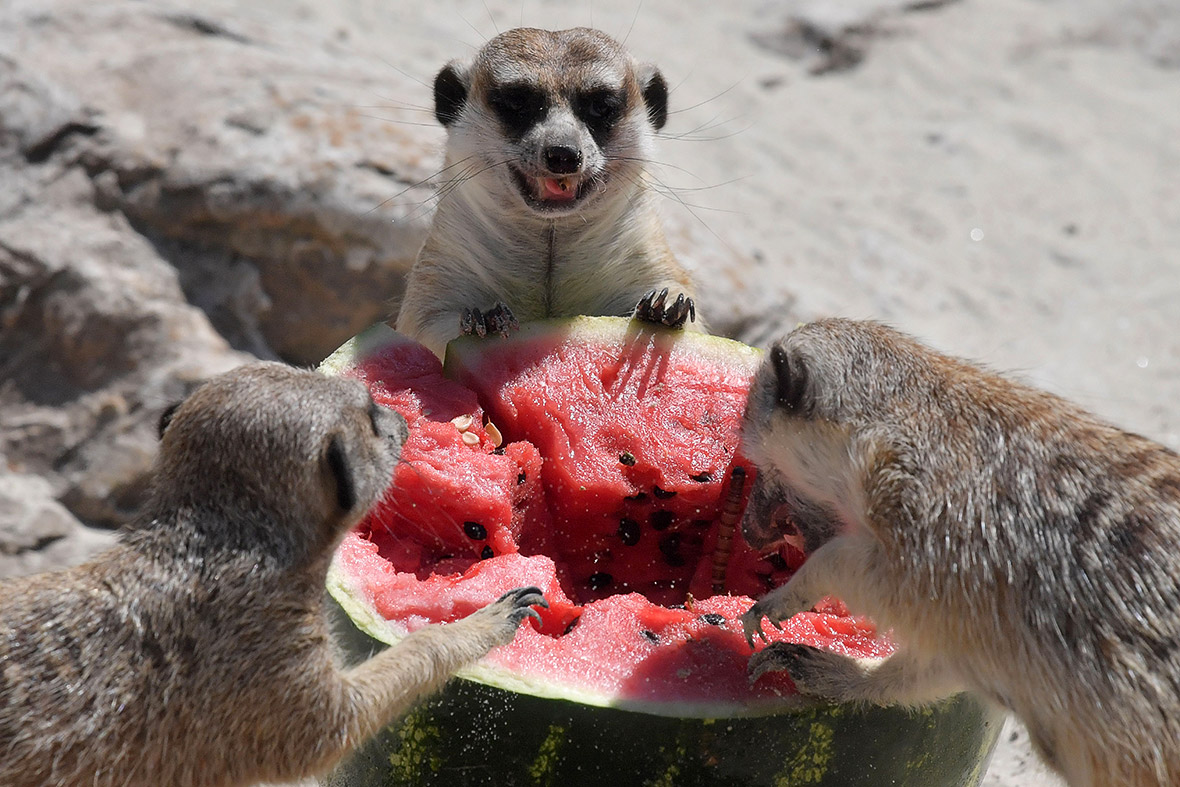 Meerkats eat frozen watermelon