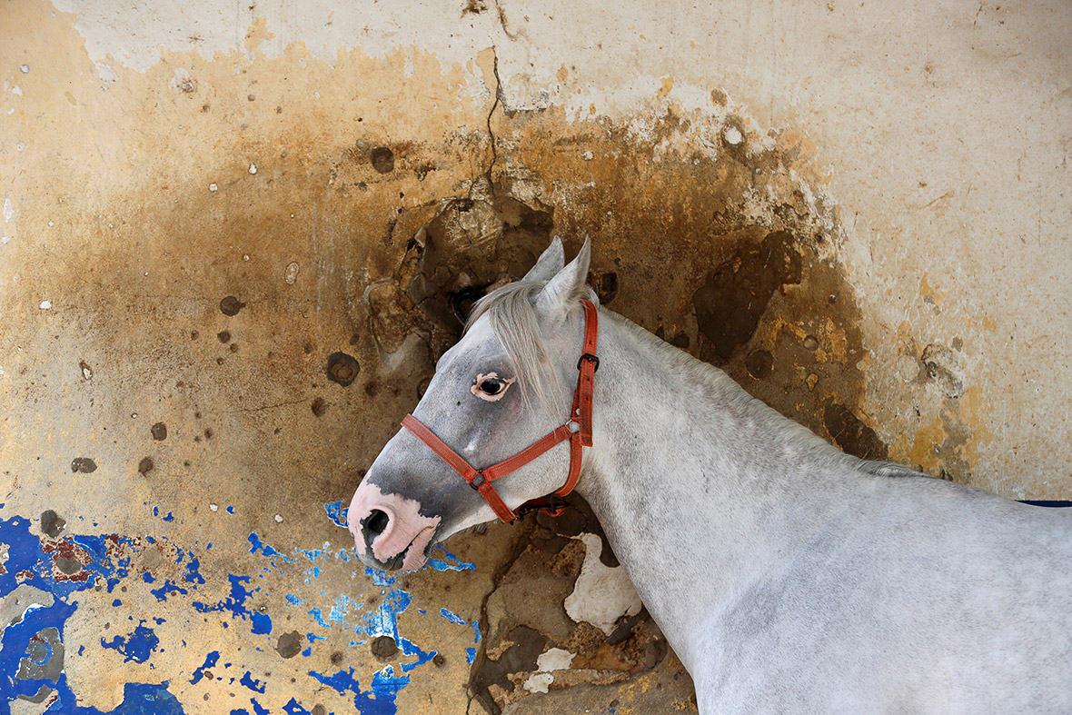 horse Beirut Hippodrome, Lebanon