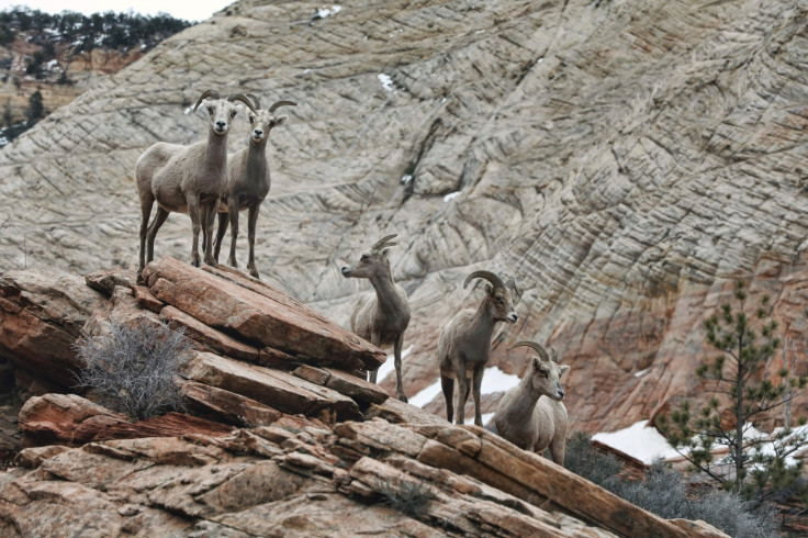 Bighorn sheep in Utah