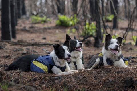 Border collies chile forest fires