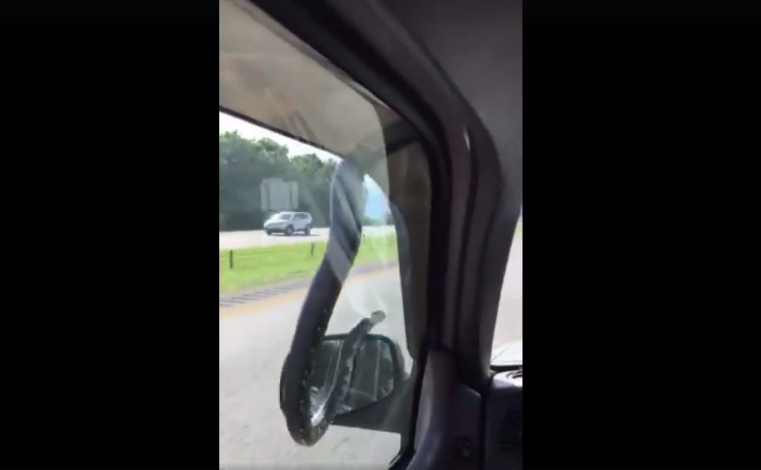 Bizarre video shows snake hitching a ride on a moving car 'I'm ready