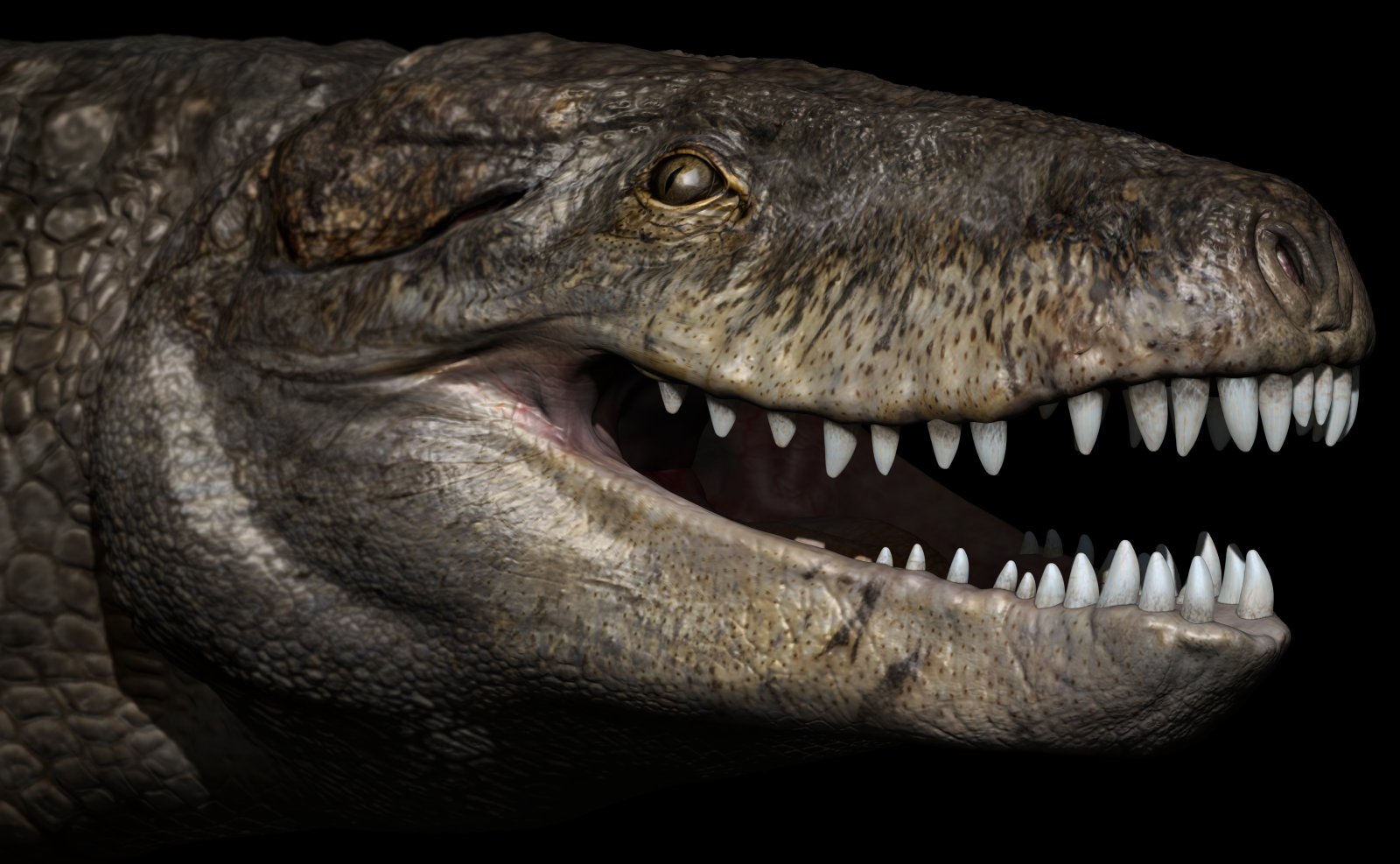 Jurassic-era crocodile had teeth similar to those of T-rex