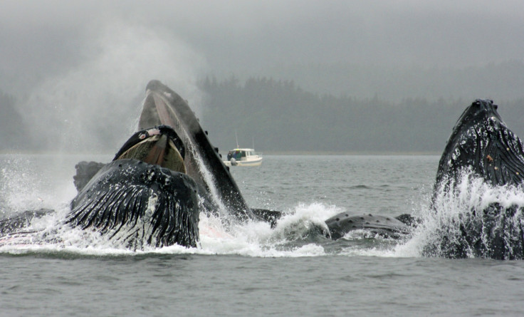 Humpback whales