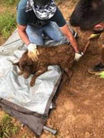 Dog buried alive