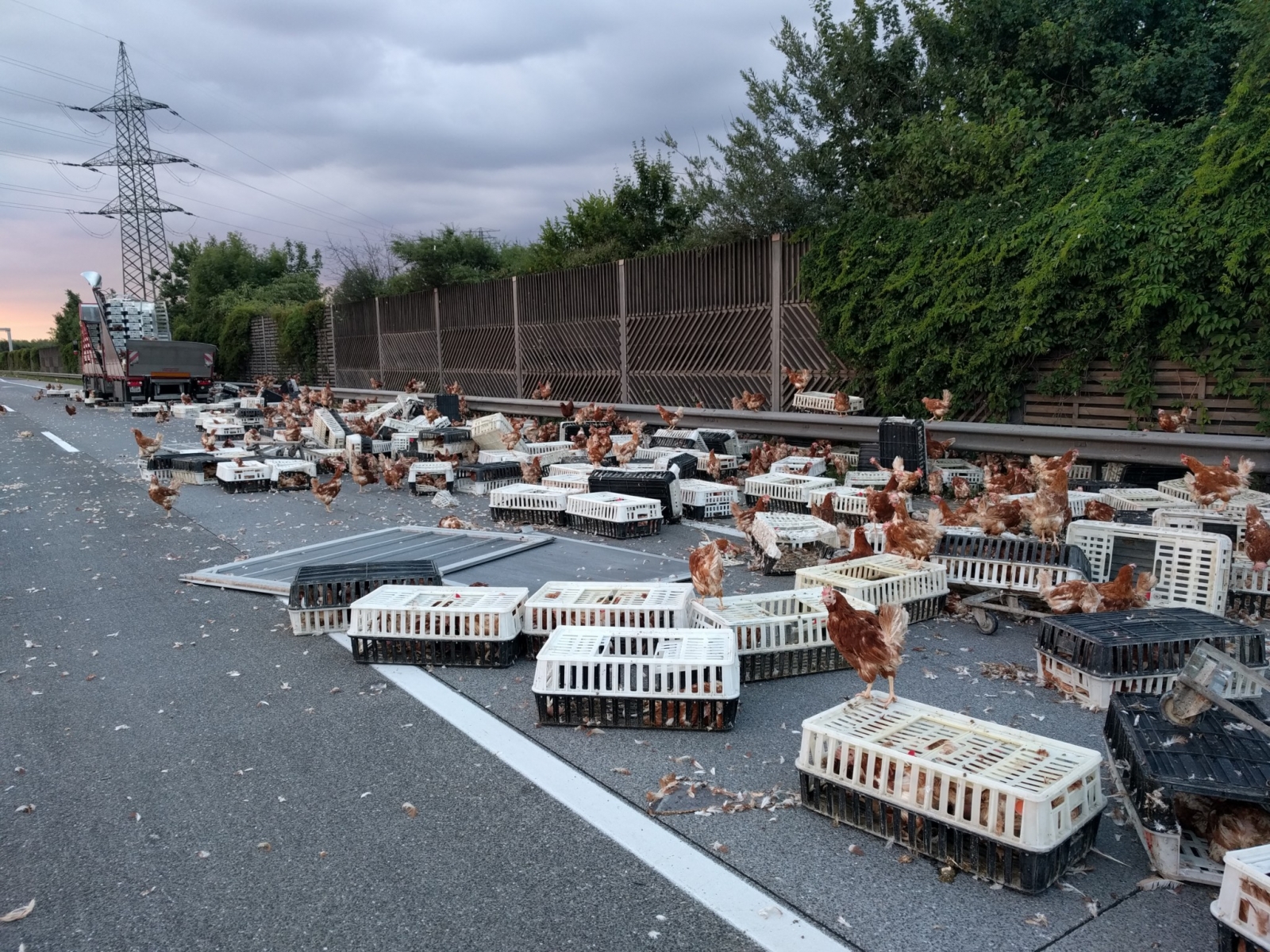Chickens take over an Austrian highway
