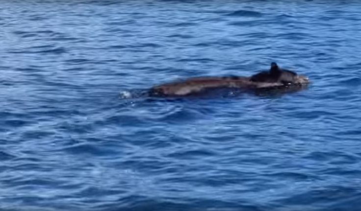 Bear swimming