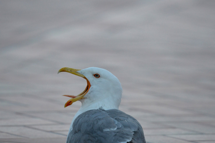 seagull